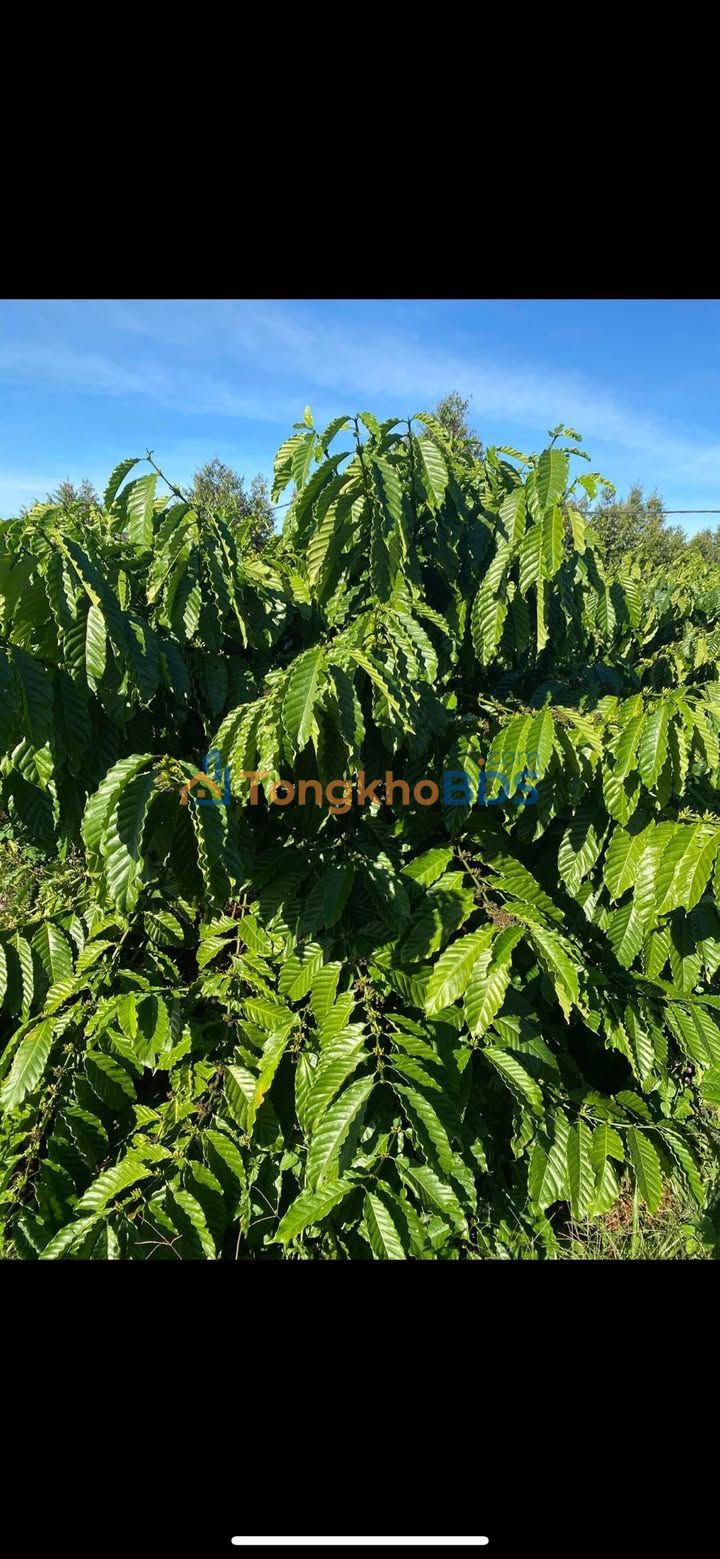 Farm Ia Chia Gia Lai 800 cay 570tr/10 nam - Ha tang hoan thien
