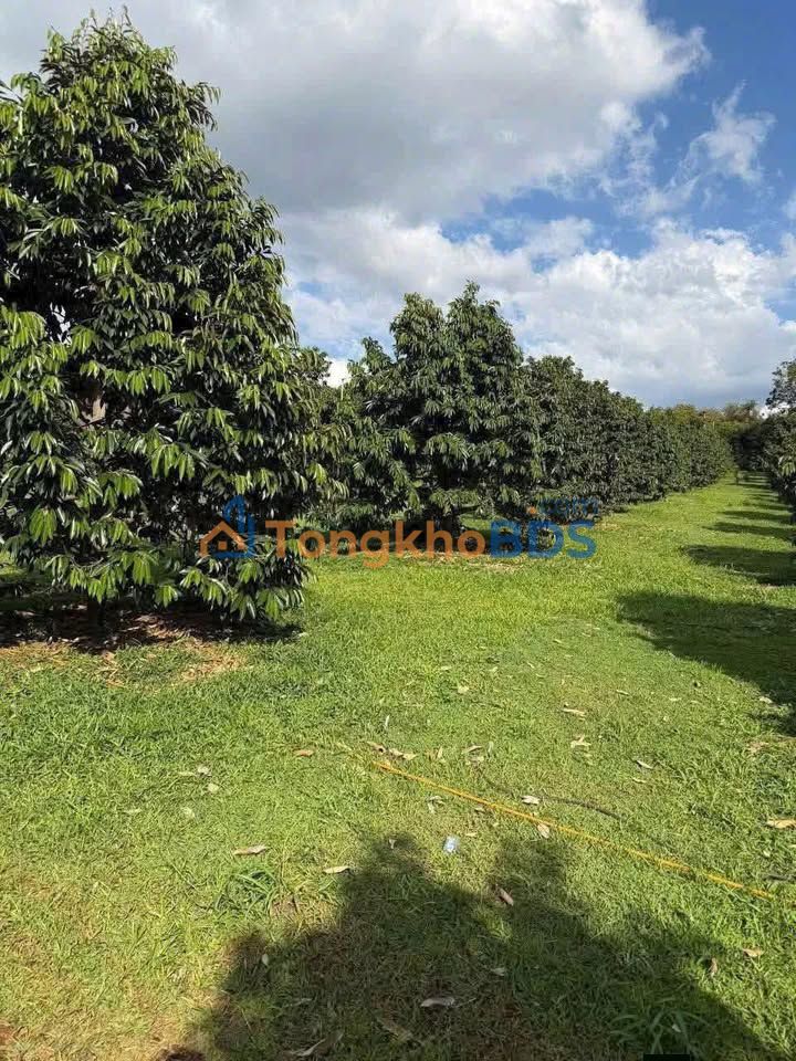 Đất vườn Quảng Phú Đắk Nông 15ha 30 tỷ - Sổ hồng rõ ràng