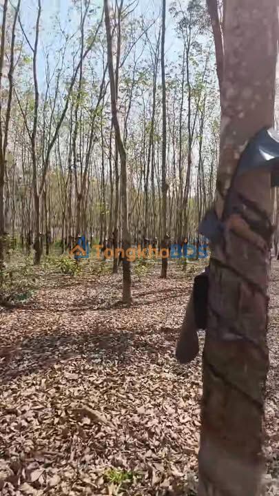 Bán Gấp Đất Vàng 28800m² Huyện Chư Sê, Gia Lai - Sẵn Sổ