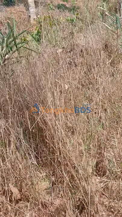 Bán Gấp Rẫy 19000m² Đắk Rơ Nga, Kon Tum - Vườn Trái Cây Trù Phú, Giá Đầu Tư 1.35 Tỷ