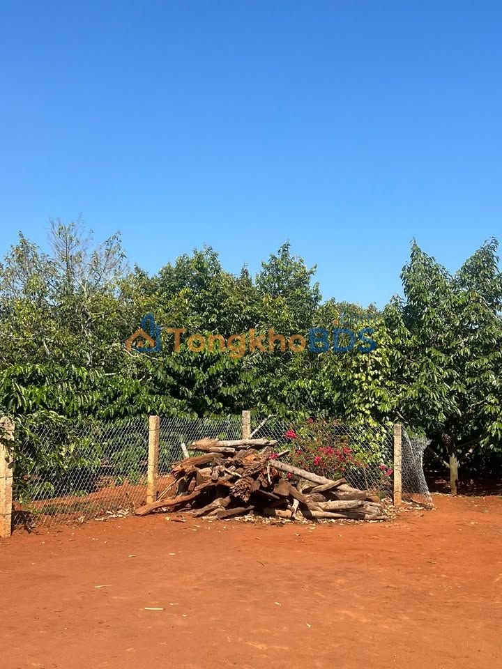 Farm Ea Hiao 24,000m² giá 7,5 tỷ - Đầu tư đất đỏ chính chủ