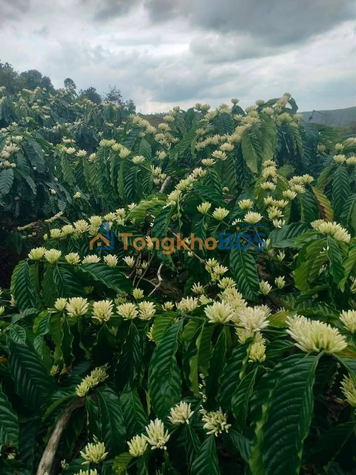 Đất vườn Thôn Ebia 11.000m² giá 8,56 tỷ - Sinh thái xanh