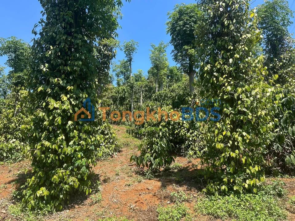 Farm 25.000m² Đắk Nông - 2300 Cây Cafe, Tiêu Thụ - Giá 3.5 Tỷ