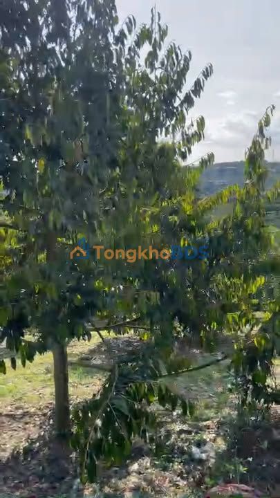 Đất vườn Hòa Ninh Di Linh 1296m² 4 tỷ - Sinh thái xanh