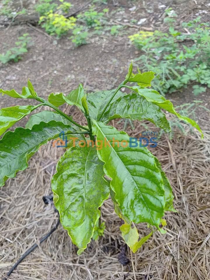 Đất Vườn 7200m² Xã Tân Tiến, Bình Phước - Giá 399 Triệu, Sổ Hồng Riêng