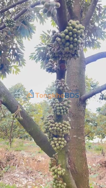 Farm Đồng Xoài 1,55ha 4 tỷ - Đường to ô tô