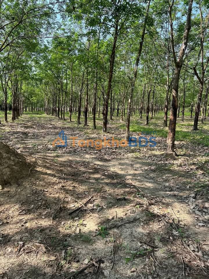 Đất nền Hưng Phước Bù Đốp 3ha 870 triệu - Giá F0 CĐT