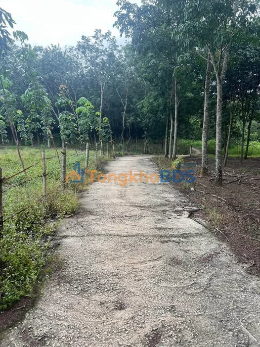 Đất cao su Đồng Phú Bình Phước 23400m² - Sẵn sàng khai thác