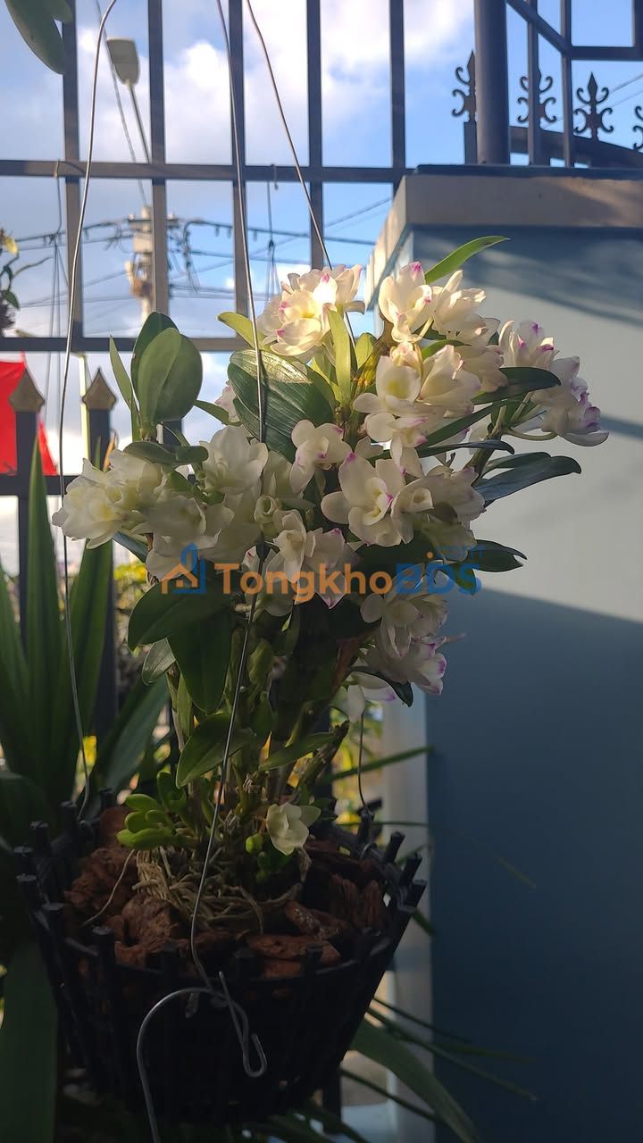 Đất nền Hòa Long Bà Rịa 92.6m² - Đường to ô tô