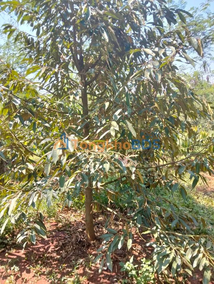 Bán Gấp Farm 5.4 Ha Ia Grai, Gia Lai - Sầu Riêng, Tiêu, Điện 3 Pha