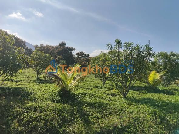 Đất vườn Cam An Nam Cam Ranh 1050m² 350 triệu - Sổ đỏ