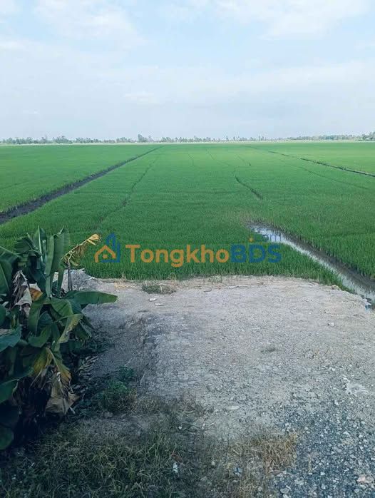 Đất Vườn An Giang 43.000m² Mặt Tiền Kênh - Giá Đầu Tư 51.6 Tỷ