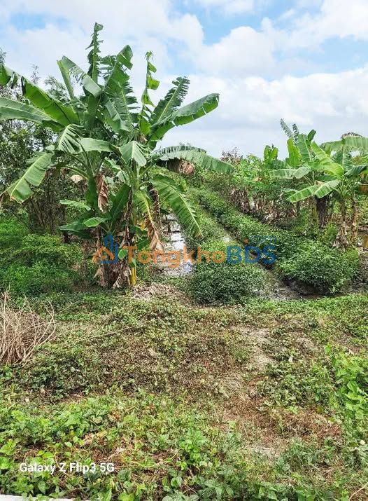 Đất nền Lý Văn Lâm Cà Mau 336m² giá 390 triệu - Tiềm năng tăng giá