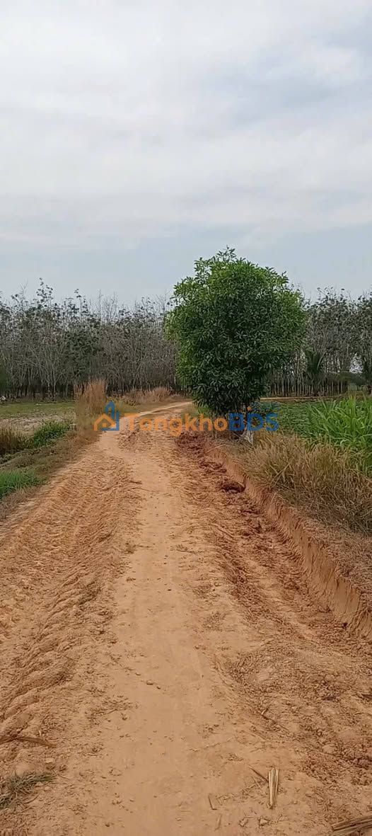 Bán Gấp 5000m² Đất Suối Dộp, Châu Thành, Tây Ninh - Giá 750 Triệu