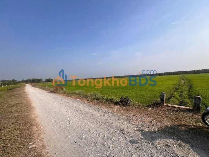 Đất nền Phước Thạnh Gò Dầu 1.170m² 700 triệu - Sổ hồng chính chủ