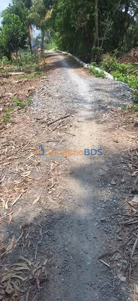 Đất lúa Ấp 5 An Thạnh 1.300m² 1.5 tỷ - Tiềm năng bền vững