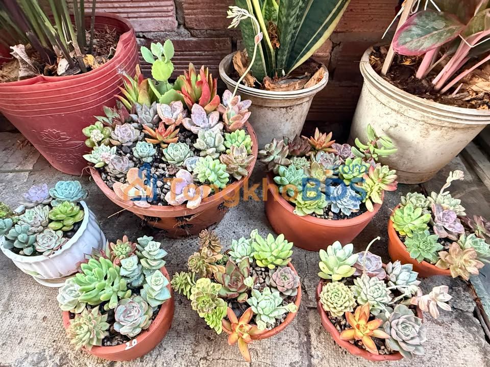 Đất Nền Gia Canh 125m² Nở Hậu Tài Lộc - Chỉ 269 Triệu