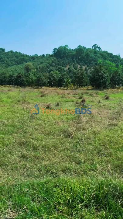 Đất vườn Phú Tân Định Quán 9.770m² 1.6 tỷ – Sinh thái xanh