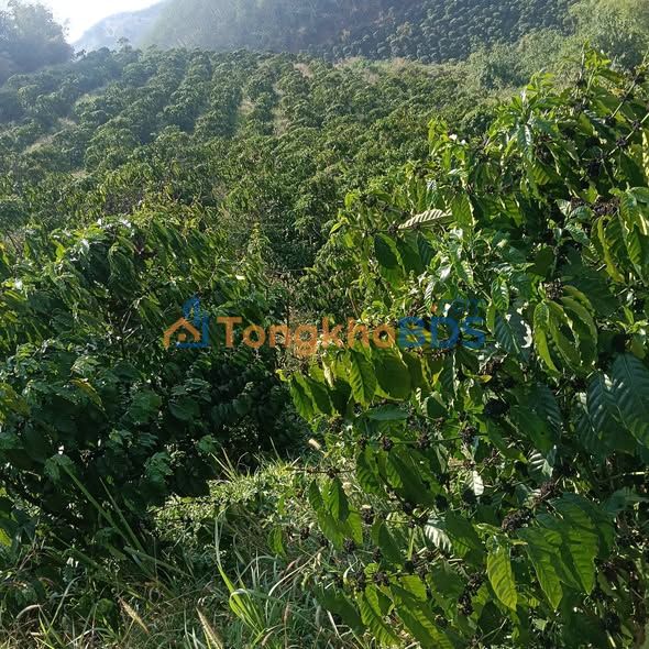 Bán Gấp Farm Cà Phê 1.5ha Huyện Ngọc Hồi, Kon Tum - 1.5 Tỷ