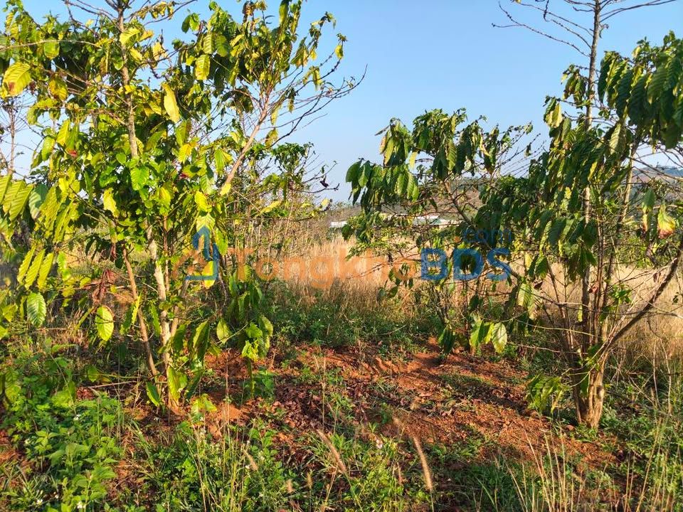 Farm Lộc Bắc Bảo Lâm 1800m² 1.25 tỷ - Sổ đỏ chính chủ