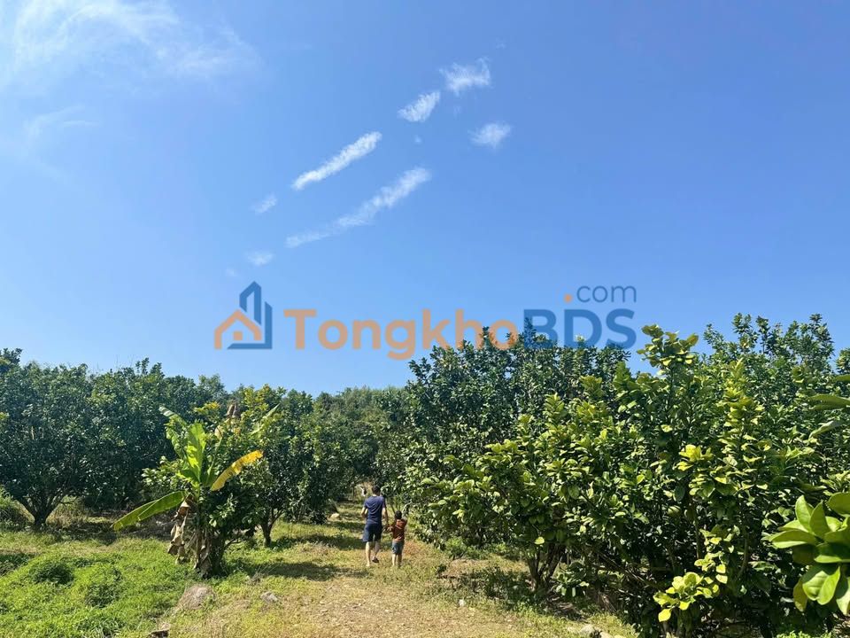 Đất vườn Khánh Thành 1.600m² giá 560 triệu - Nghỉ dưỡng lý tưởng