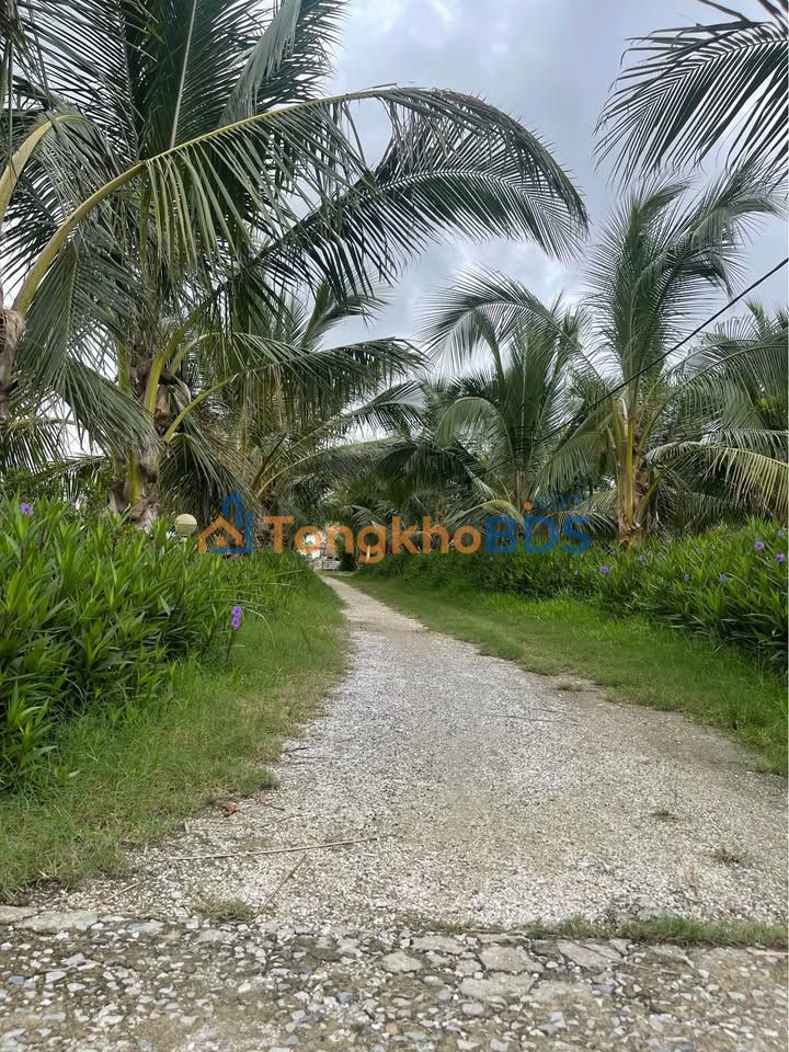 Trang trại Tân Dân An Lão 7200m² 5 tỷ+ - Đầu tư dài hạn