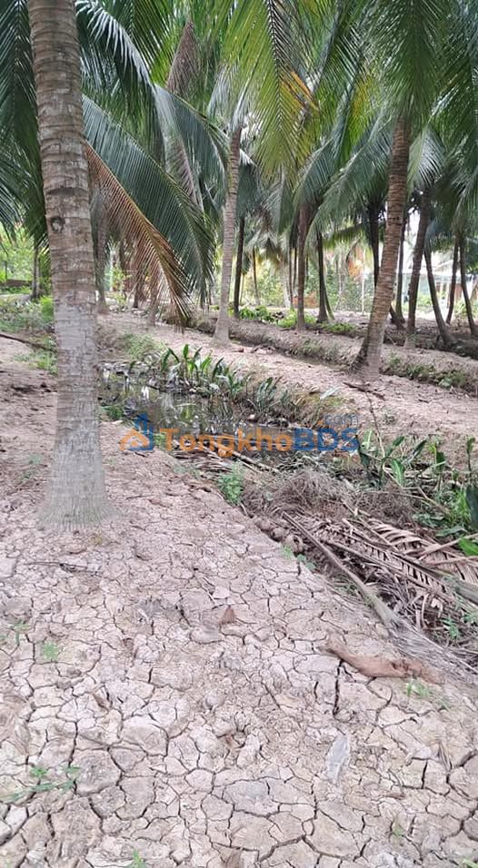 Đất vườn Tân Thới Tân Phú Đông 1.400m² giá 470 triệu - Nghỉ dưỡng sinh thái