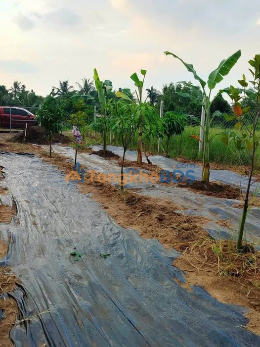 Đất vườn Bình Mỹ Củ Chi 804m² 3.85 tỷ - Sinh thái xanh