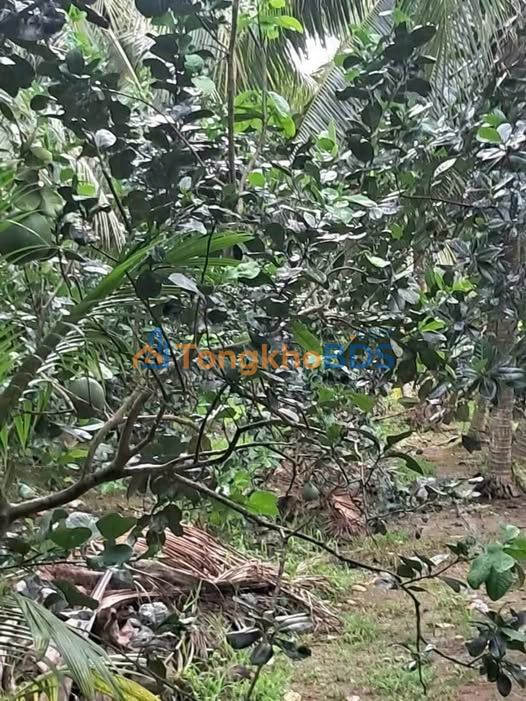 Đất vườn Tam Phước 4.500m² 2.7 tỷ - Sinh thái xanh