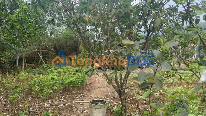 Đất vườn Minh Hòa 1ha giá thỏa thuận - Nghỉ dưỡng lý tưởng