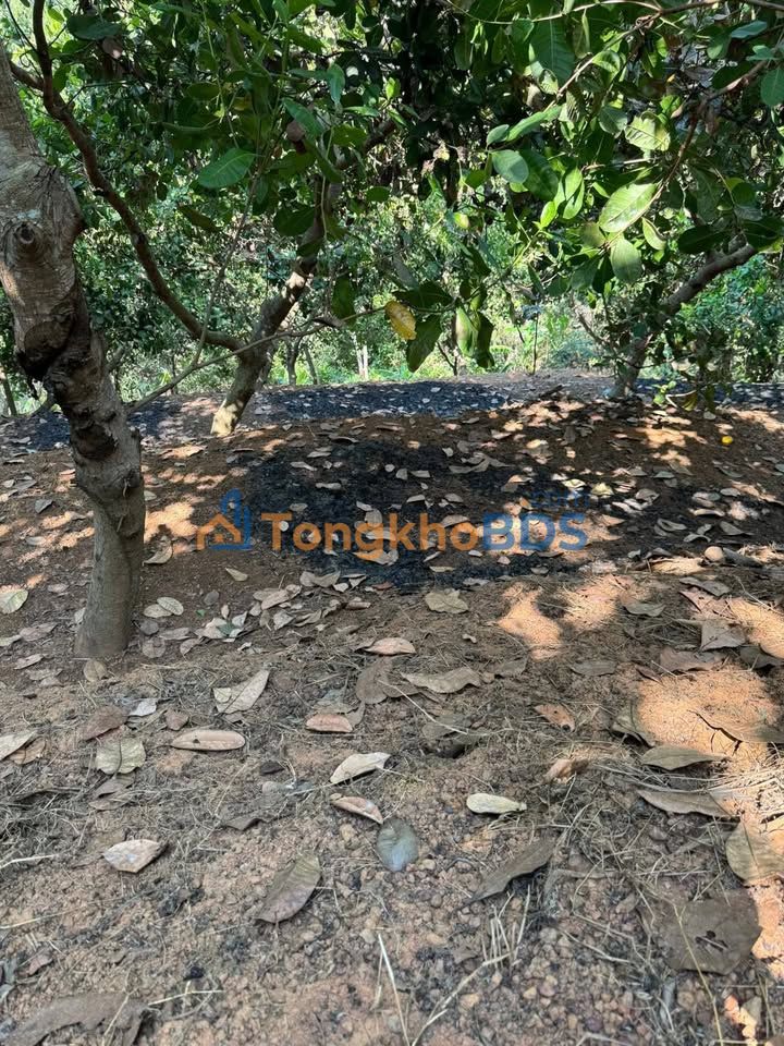 Đất vườn Nhơn Hòa Phước Long 2527m² 670 triệu - Đầu tư dài hạn