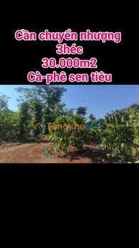 Farm Cà Phê Tiêu 3ha - Đức Cơ, Gia Lai - 4 Tỷ - Sổ Đỏ Chính Chủ