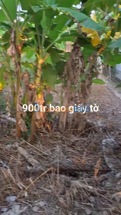 Đất nền Cai Lậy Long Khánh 278m² 900 triệu - Đường to ô tô