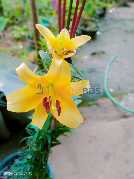 Đất Vườn Kim Bôi 4383m² - Hai Mặt Tiền, Sẵn Sổ, Giá Đầu Tư 1.6 Triệu/m²