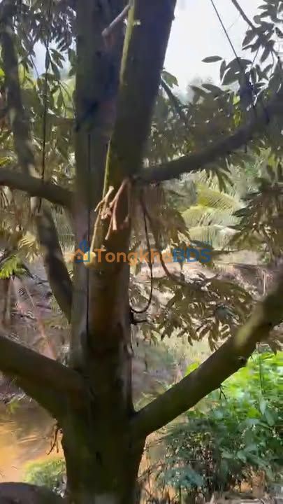 Đất nền Đồng Xoài 70.000m² thỏa thuận - Sổ đỏ chính chủ