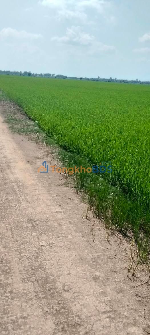 Đất Mỹ Hòa Tháp Mười 1.000m² 160 triệu - Giá tốt hiếm có