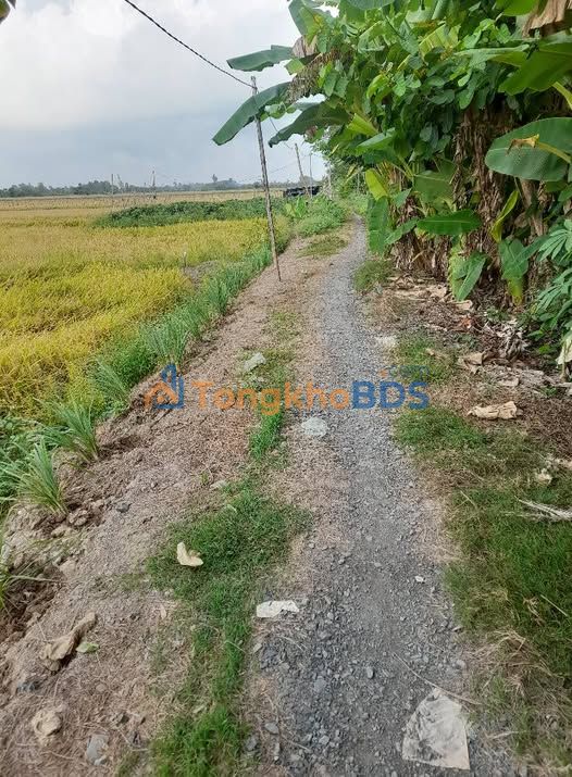 Đất ruộng Hòa Long Lai Vung 1512m² 300 triệu - Sổ hồng riêng