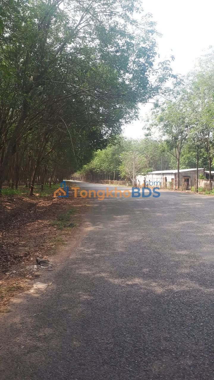 Farm ĐH512 Phú Giáo 10,000m² 16 tỷ - Tiềm năng tăng giá