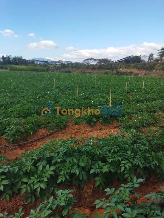 Đất vườn Tu Tra Đơn Dương 1,2ha 15 tỷ - Nghỉ dưỡng lý tưởng