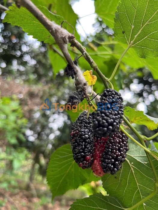 Đất Nền 1000m² Phú Thọ - Sổ Đỏ CLN, Giá Đầu Tư 100 Triệu