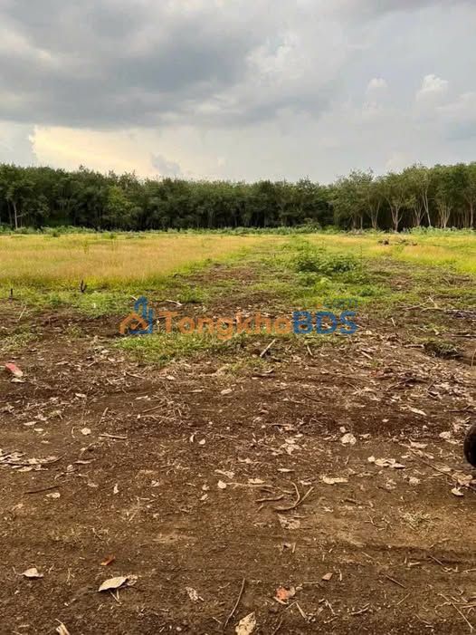 Bán Đất Hưng Phước Bình Phước 7200m² - Giá Tốt 310 Triệu, Sổ Đỏ