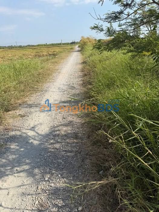 Đất vườn 4.000m² Ấp Xóm Rẫy giá 400 triệu - Sổ đỏ chính chủ