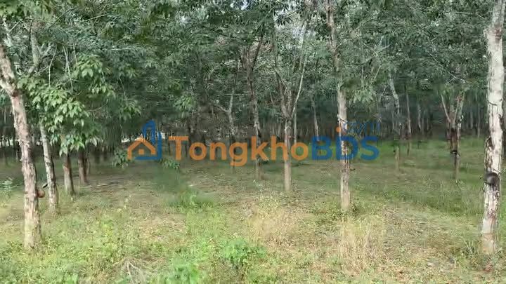 Đất nền Đồng Xoài Tân Đồng 7.5ha giá tốt - Đường to ô tô