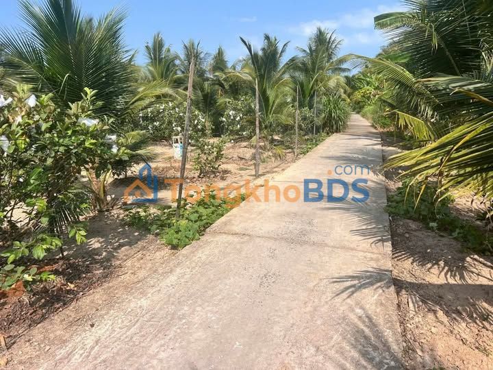 Đất nền Châu Hưng Bình Đại 1.5 công 1.05 tỷ - Đầu tư dài hạn