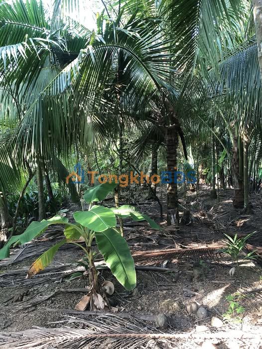 Bán Gấp Vườn Dừa Tơ 4700m² Giáp Sông Giồng Trôm - Đầu Tư Sinh Lời Cao