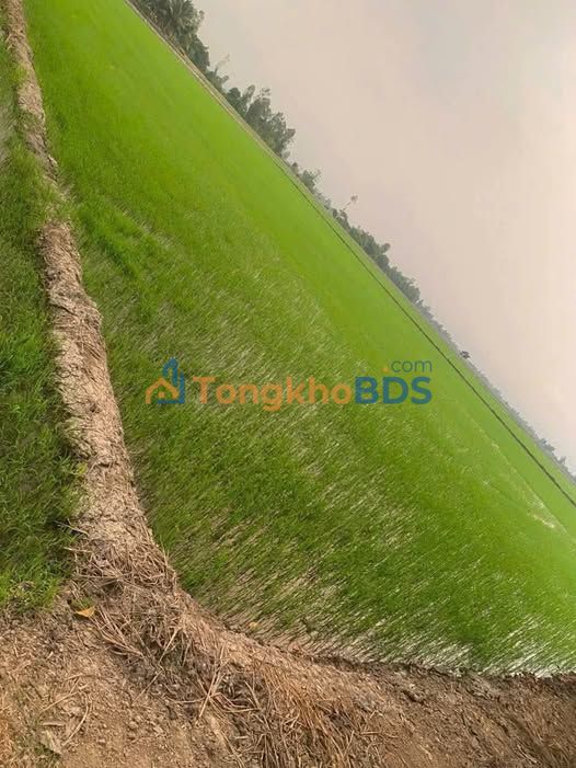 Đất Vườn An Giang 8721m² - Sổ Hồng Rõ Ràng - Giá Đầu Tư 14 Tỷ