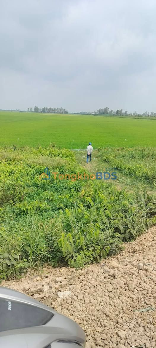 Bán 14 Công Đất Vườn & Ruộng An Giang - Vĩnh Khánh Củ, Châu Thành