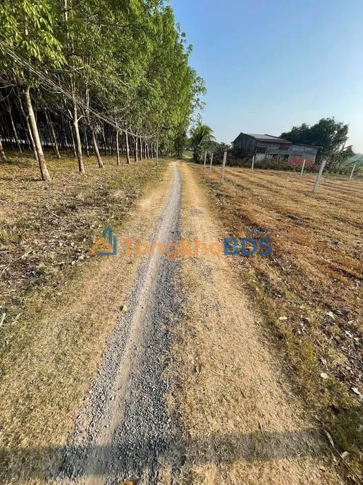 Đất nền Trí Bình, Châu Thành 380m² - Sổ hồng sẵn, giá 380 triệu