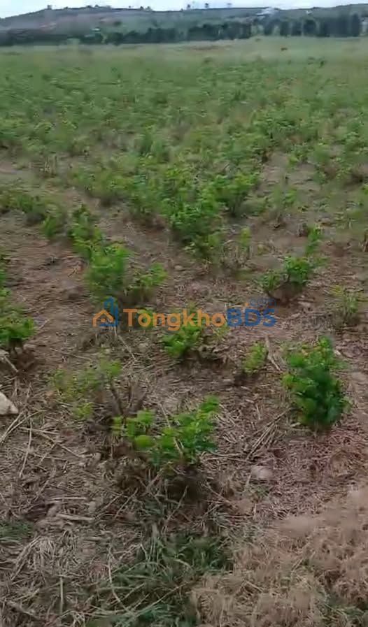 Đất vườn Thanh Bình Đức Trọng 468m² 13 triệu - Sinh thái xanh