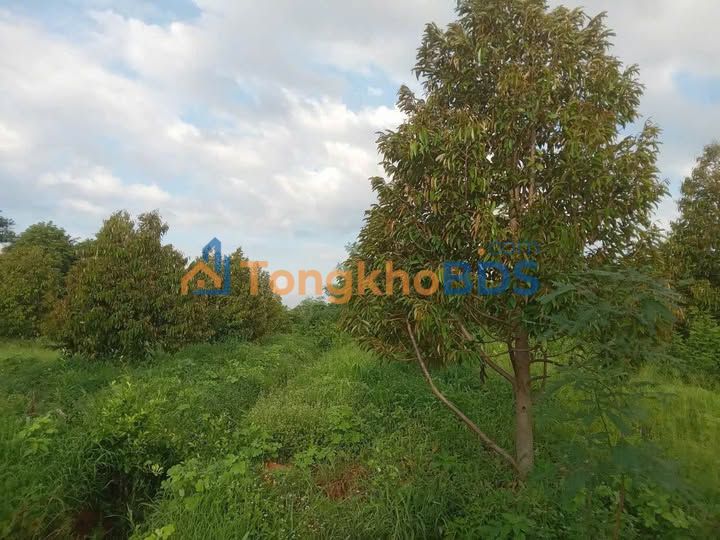 Farm Ia Lop Dak Lak 4ha 690 trieu - So do chinh chu